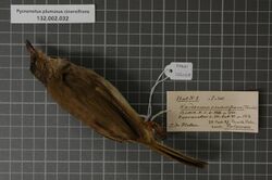 Naturalis Biodiversity Center - RMNH.AVES.126058 1 - Pycnonotus plumosus cinereifrons (Tweeddale, 1878) - Pycnonotidae - bird skin specimen.jpeg