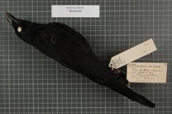 Naturalis Biodiversity Center - RMNH.AVES.14747 1 - Corvus enca violaceus Bonaparte, 1851 - Corvidae - bird skin specimen.jpeg