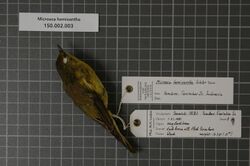 Naturalis Biodiversity Center - RMNH.AVES.84382 1 - Microeca hemixantha Sclater, 1883 - Eopsaltriidae - bird skin specimen.jpeg