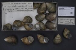 Naturalis Biodiversity Center - RMNH.MOL.156809 - Bellamya bengalensis (Lamarck, 1822) - Viviparidae - Mollusc shell.jpeg