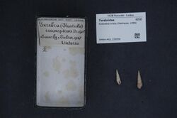 Naturalis Biodiversity Center - RMNH.MOL.226559 - Euterebra tristis (Deshayes, 1859) - Terebridae - Mollusc shell.jpeg