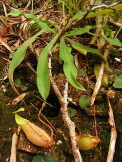 Nepenthes chang rosette.jpg