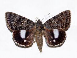 Noctuidae - Catocala actaea.JPG