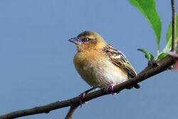 Northern brown-throated weaver (Ploceus castanops) female.jpg