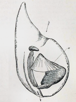 Oikopleura (Vexillaria) cophocerca 001.png