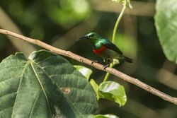Olive-bellied Sunbird - Kakum NP - Ghana 14 S4E1596.jpg