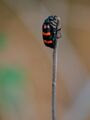 Orange Blister Beetle (21069657011).jpg