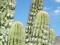 Pachycereus fulviceps (5753610505).jpg