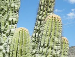 Pachycereus fulviceps (5753610505).jpg