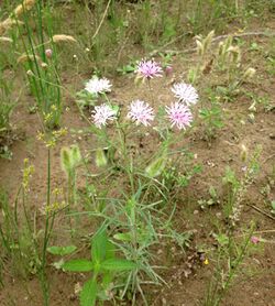 Palafoxia callosa Edwards Plateau Texas.jpg