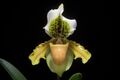 Paphiopedilum exul (Ridl.) Rolfe, Orchid Rev. 4- 364 (1896) (34131288411).jpg