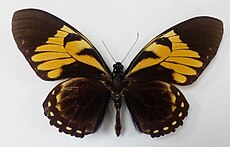 Papilio bachus150279.jpg