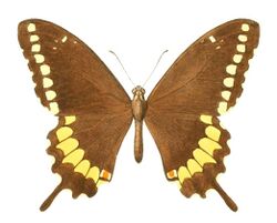 Papilio caiguanabus (1 - dorsal view).jpg