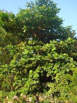 Papra tree Bhopal1.JPG