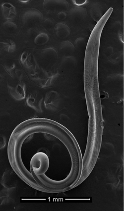 Parasite180153-fig3 Thelazia callipaeda (Nematoda).png