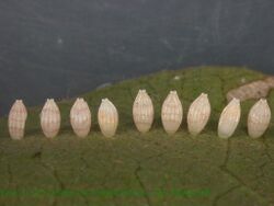 Pareronia valeria egg sec.jpg