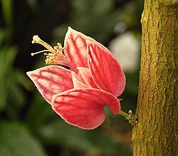 Goethea strictiflora3 ies.jpg