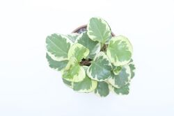 Peperomia obtusifolia variegata.jpg