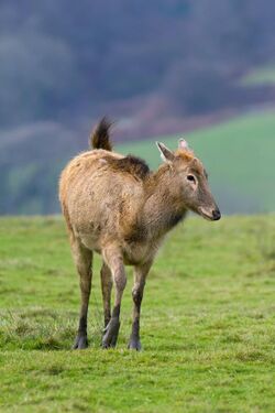 Pere Davids Deer female.jpg