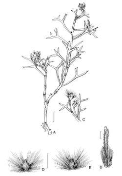 Petrophile pauciflora.jpg