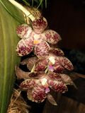 Phalaenopsis gigantea Orchi 1133.jpg