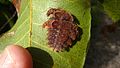 Phobetron hipparchia caterpillar - Flickr - Alex Popovkin, Bahia, Brazil.jpg