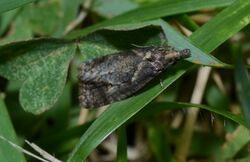 Phtheochroa riscana (possible) (14909011122).jpg