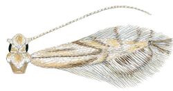 Phyllocnistis longipalpa adult.JPG