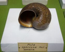Pila speciosa - Museo Civico di Storia Naturale Giacomo Doria - Genoa, Italy - DSC03273.JPG