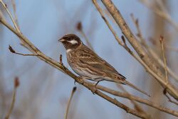 Pine Bunting (Emberiza leucocephalos) - Цагааншанаат хөмрөг (15617685422).jpg