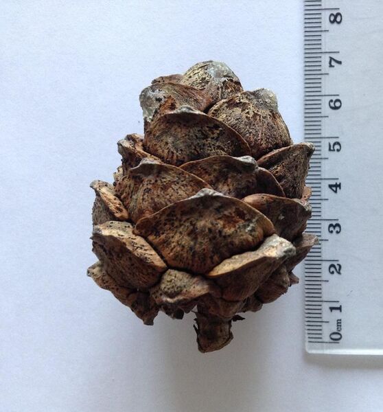 File:Pinus cembra cone dried.jpg