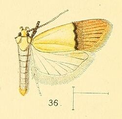 Pl.4-fig.36-Odites natalensis Walsingham, 1891.jpg