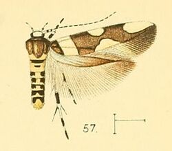 Pl.6-fig.57-Macrobathra distincta (Walsingham, 1891) (Stagmatophora).jpg