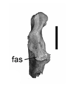 Plotopterum Coracoid.png