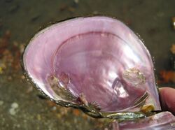 Potamilus ohiensis - pink papershell mussel - Marais des Cygnes River - US - 2011.jpg