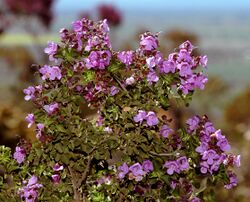 Prostanthera rotundifolia.jpg