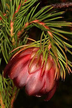 Protea nana 5Dsr 8418.jpg