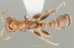 Pseudomyrmex elongatus casent0005874 dorsal 1.jpg