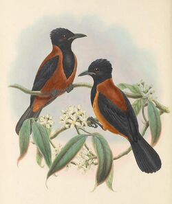 Rectes uropygialis - The Birds of New Guinea (cropped).jpg