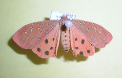 RedspotMothMudigere.jpg