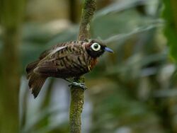 Rhegmatorhina berlepschi Harlequim Antbird (female); Amazonia National Park, Itaituba, Pará, Brazil (cropped).jpg