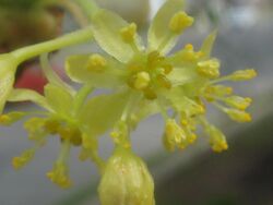 Sassafras Flowers 4-24-2014.JPG