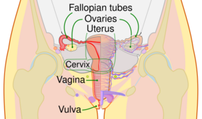 Scheme female reproductive system-en.svg