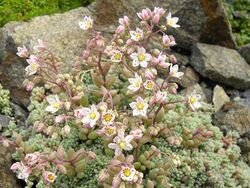 Sedum dasyphyllum (1) 6.jpg