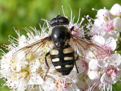 Sericomyia transversa 57012547.jpg