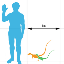 Sinosauropteryx scale.png