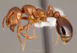Solenopsis invicta fire ant