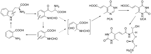 Sparsomycin biosynthesis.png