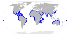 Sphyrna mokarran distribution map.svg