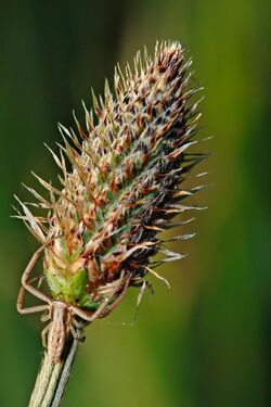 Spider on ribwort plant.jpg